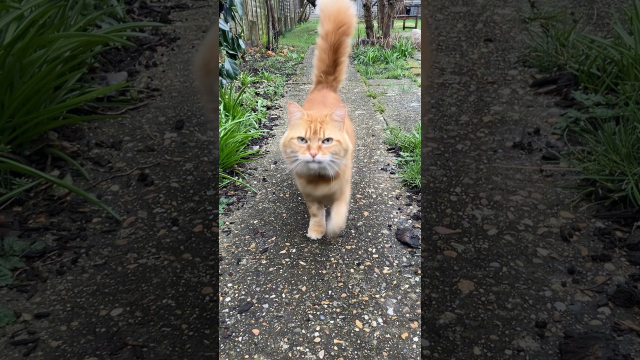 Мёд возвращается с холода #защитакошек #островУайт