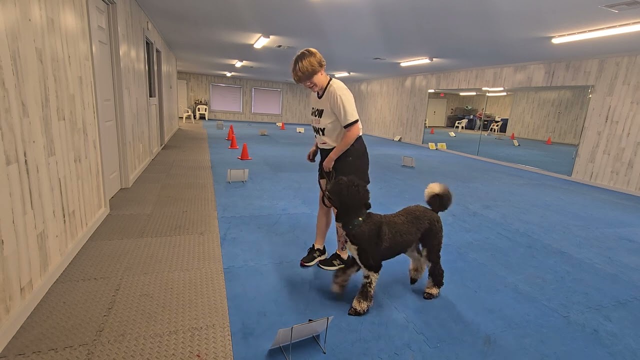 Sinbad and Katie!! rally novice course 4