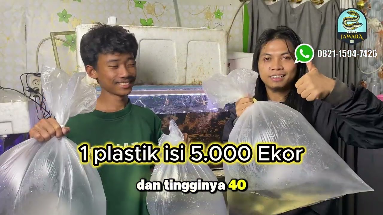 UNTUNG BESAR!!! Cara Mudah Budidaya Ikan Sidat di Aquarium dan Kolam Skala Rumahan #budidayaikan