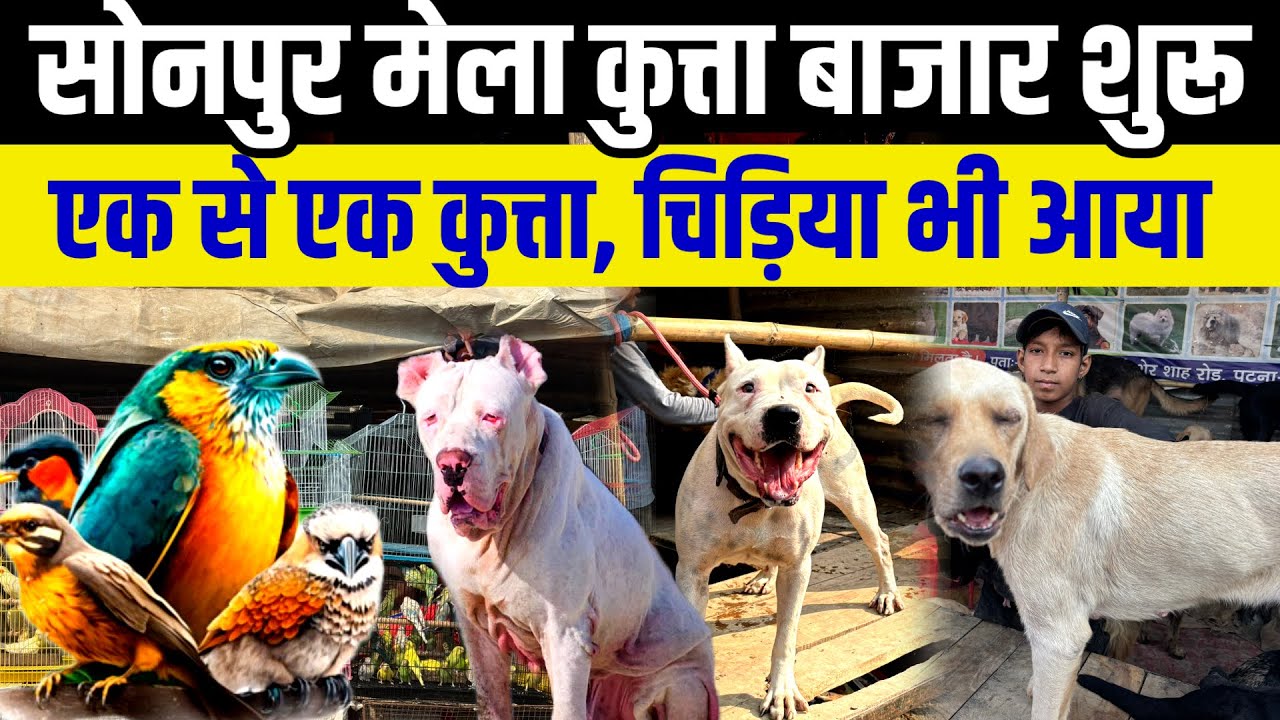 Sonpur mela dog market 2025 | हर नस्ल के कुत्ते और चिड़िया | sonpur mela 2025 | Kutta bazar sonpur