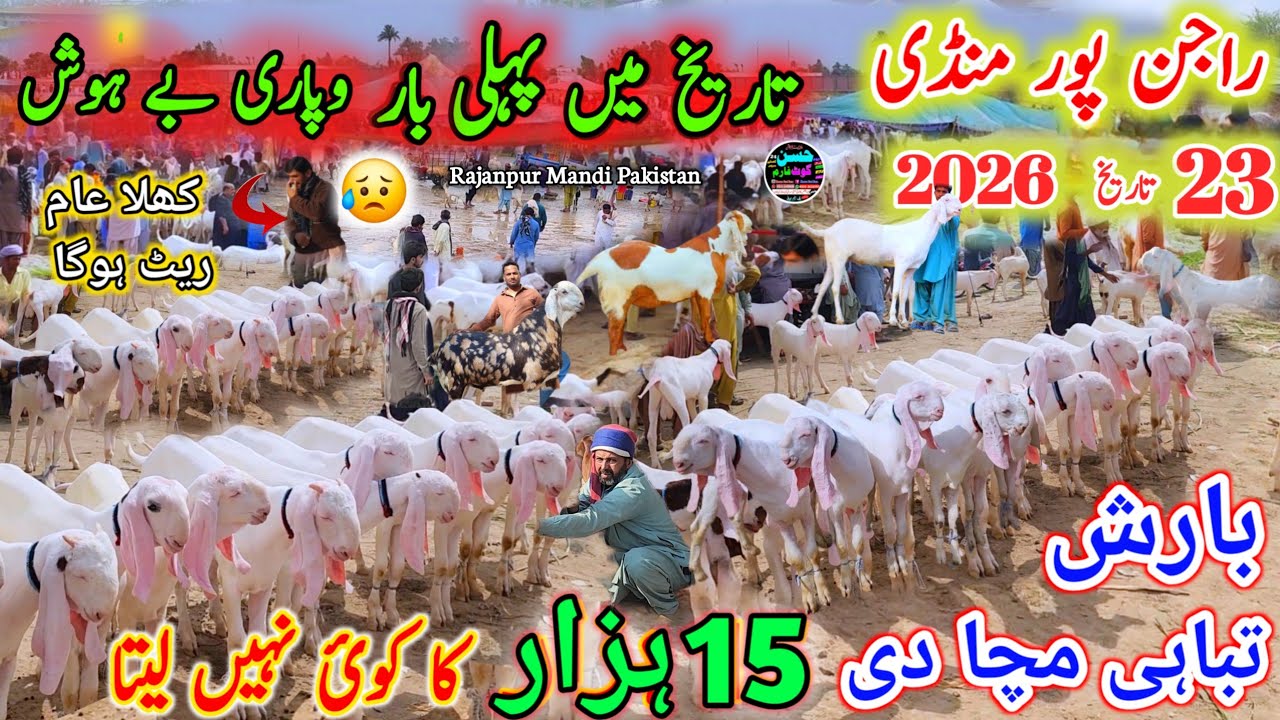 23 February 2026 Punjab pakistan Bakre Mandi Rajanpur تاریخ میں پہلی بار وپاری بے حوش rate 20 hzar 🙄