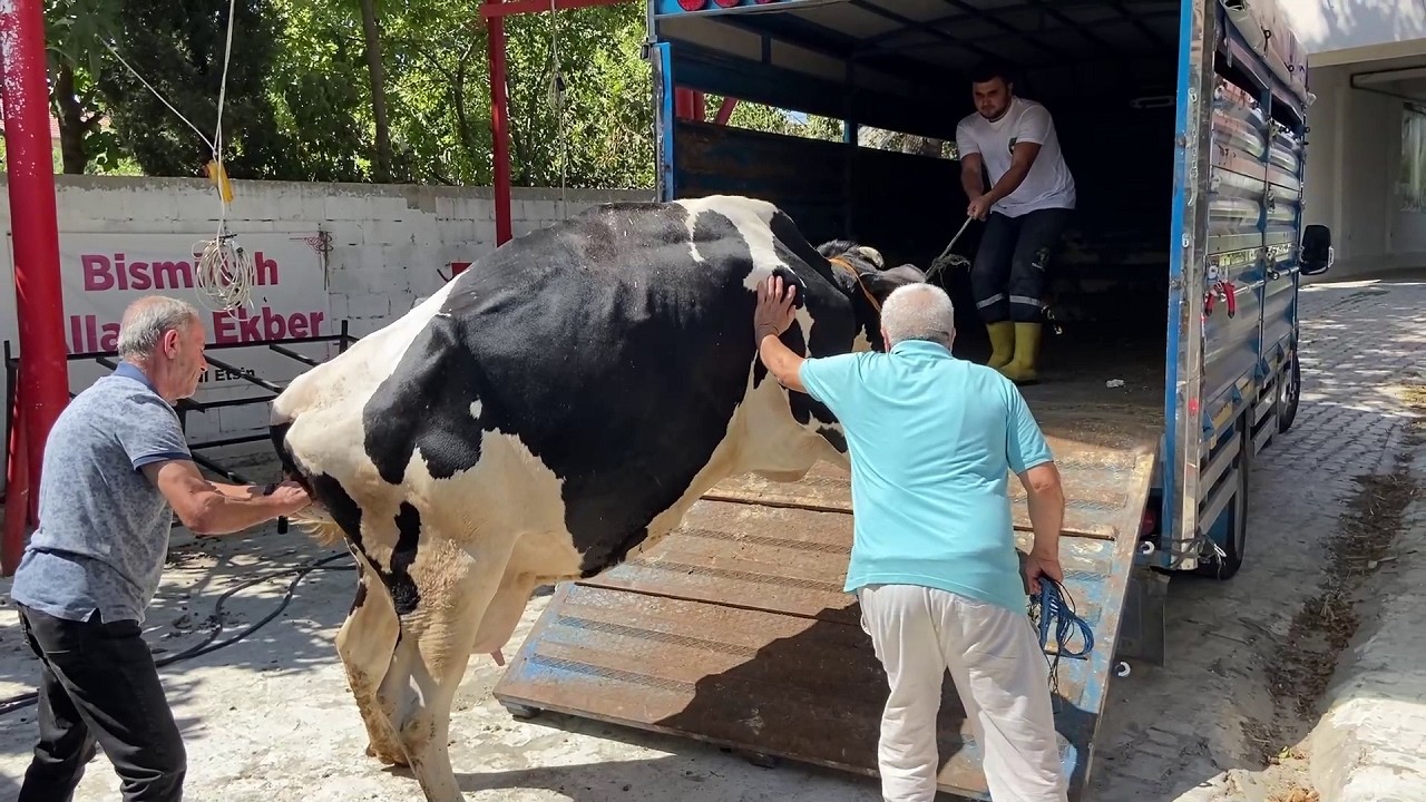 МЫ ОТПРАВЛЯЕМ НАШИХ КОРОВ НА ЗАБОЙ / ПОГРУЗКА КОРОВ