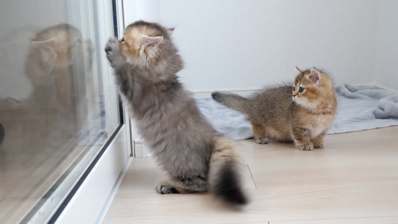 Kittens Maro and Lilo showed me very cute before saying good-bye!