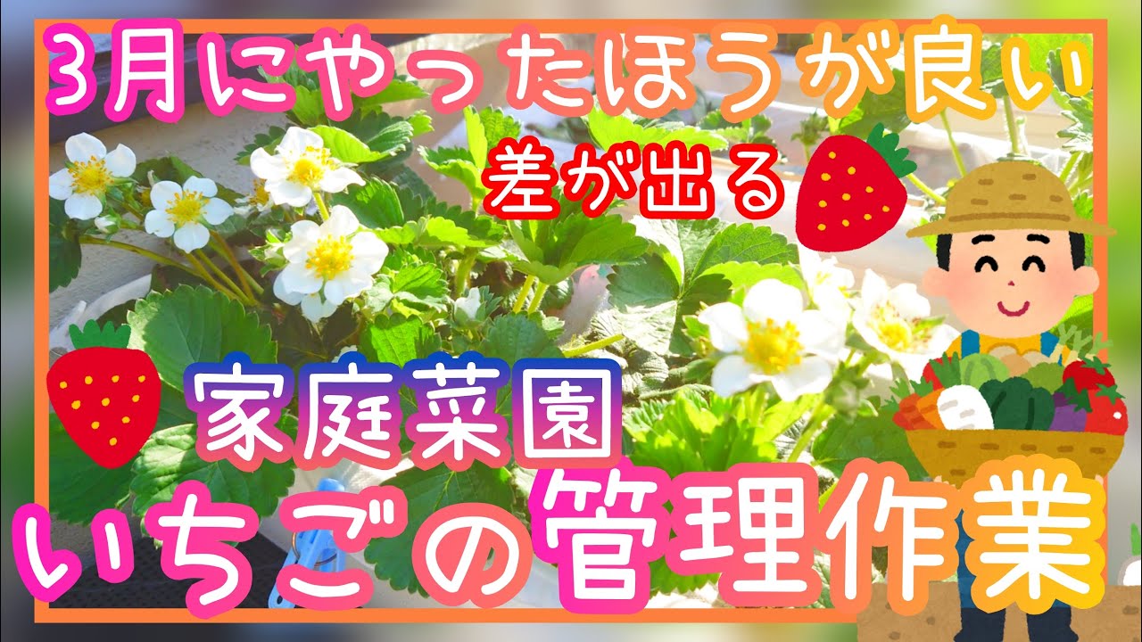 超重要!イチゴ/3月の管理作業/家庭菜園/プランター栽培/2025/Growing Strawberries in planter