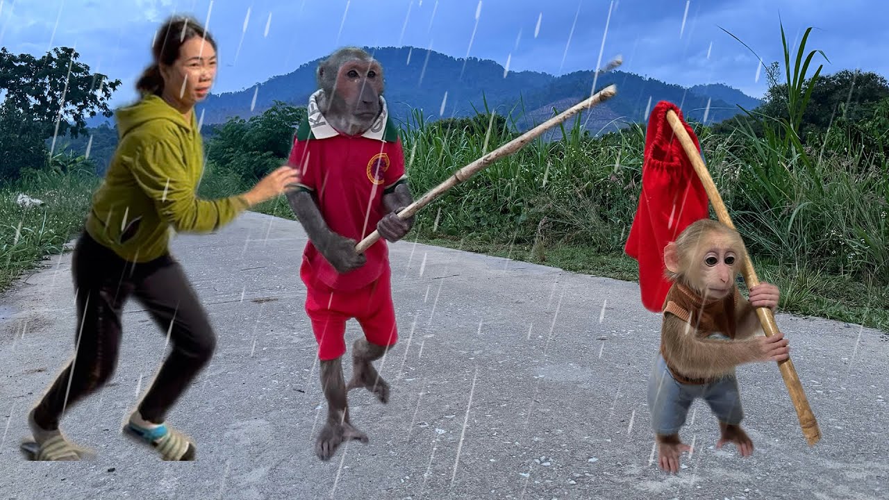 Abu monkey punishes baby monkey for running away in the rain!