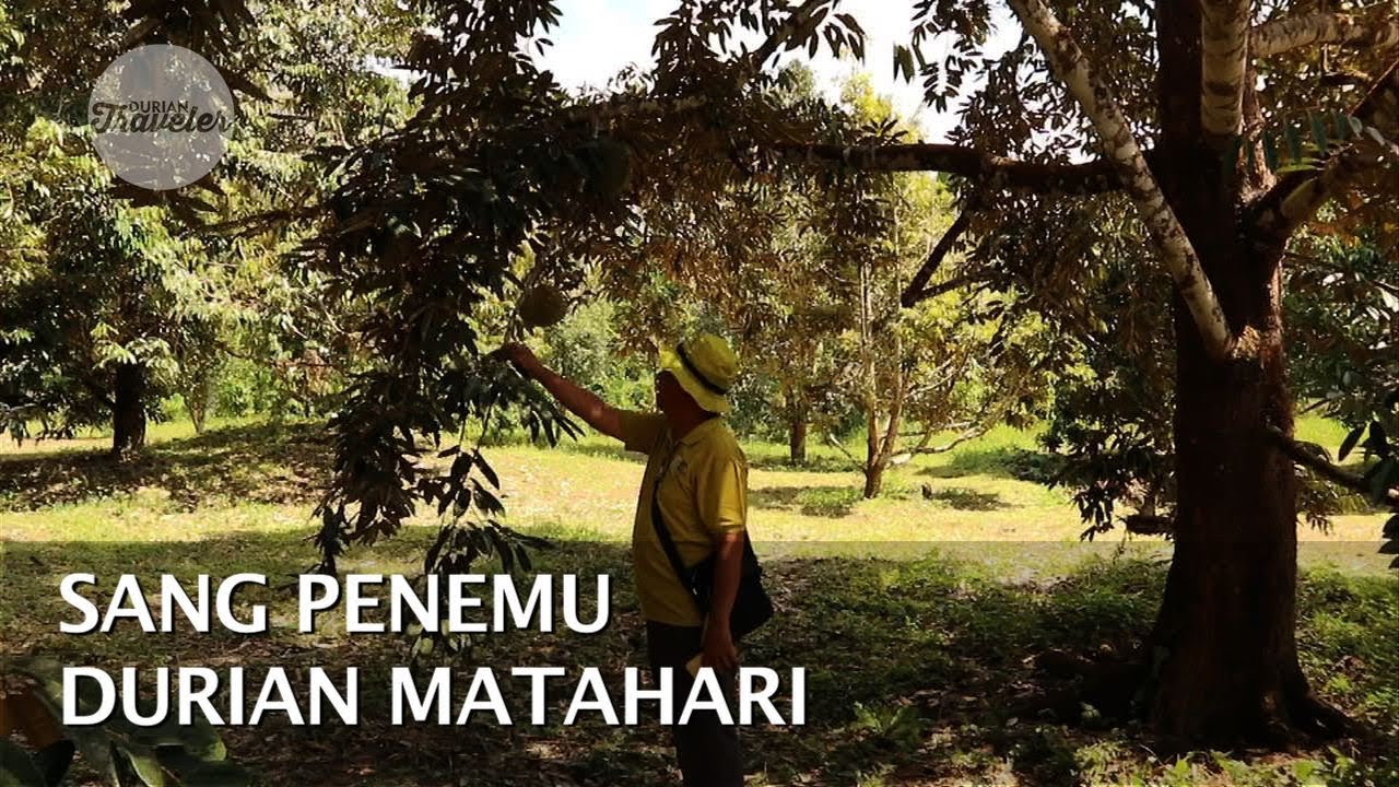 SANG PENEMU DURIAN MATAHARI