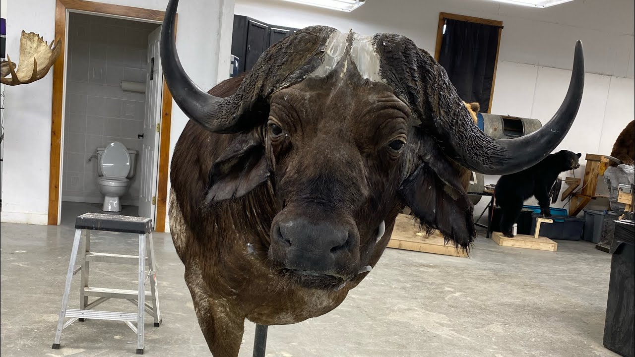 First Solo Cape Buffalo
