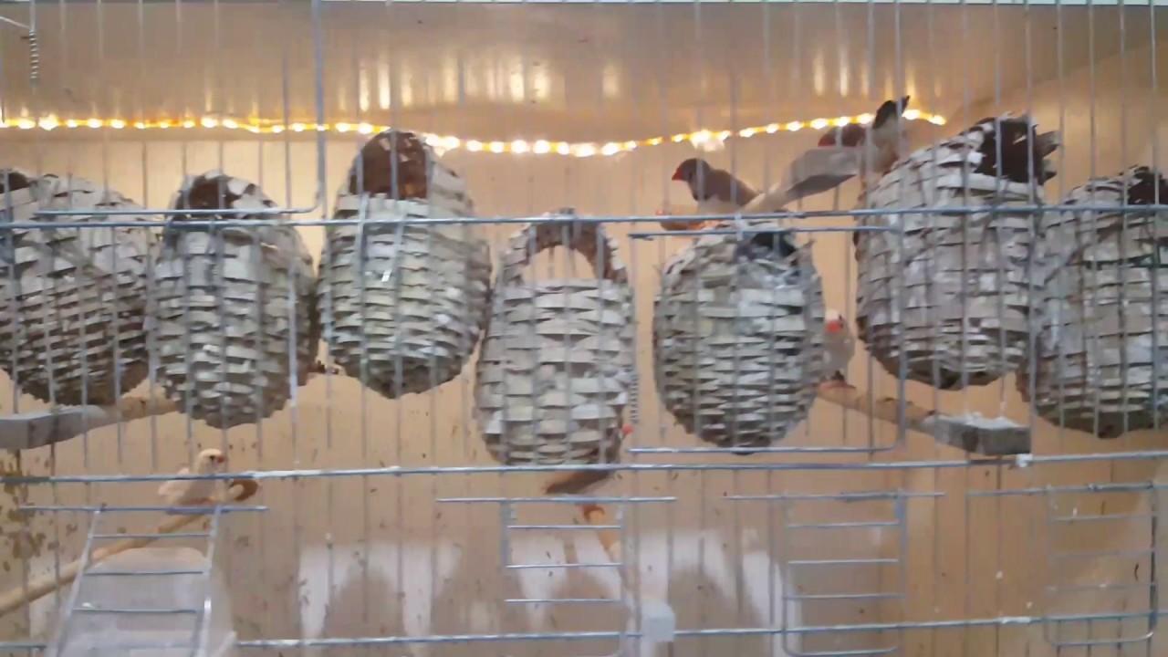 HİNT BÜLBÜLÜ (Zebra finch) ÜRETİMHANE ziyareti