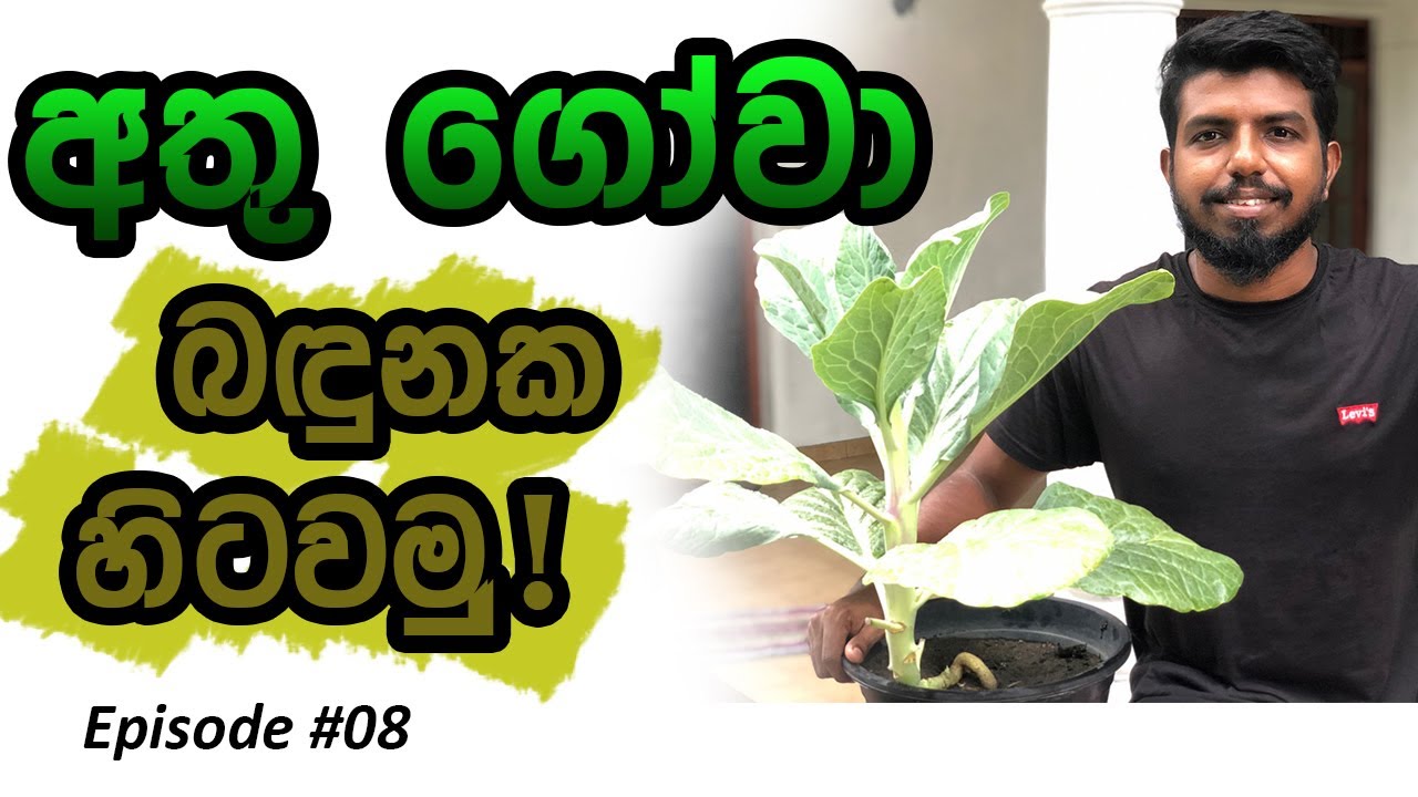 අතු ගෝවා බදුනක වවමු ( Growing Chinese Kale )