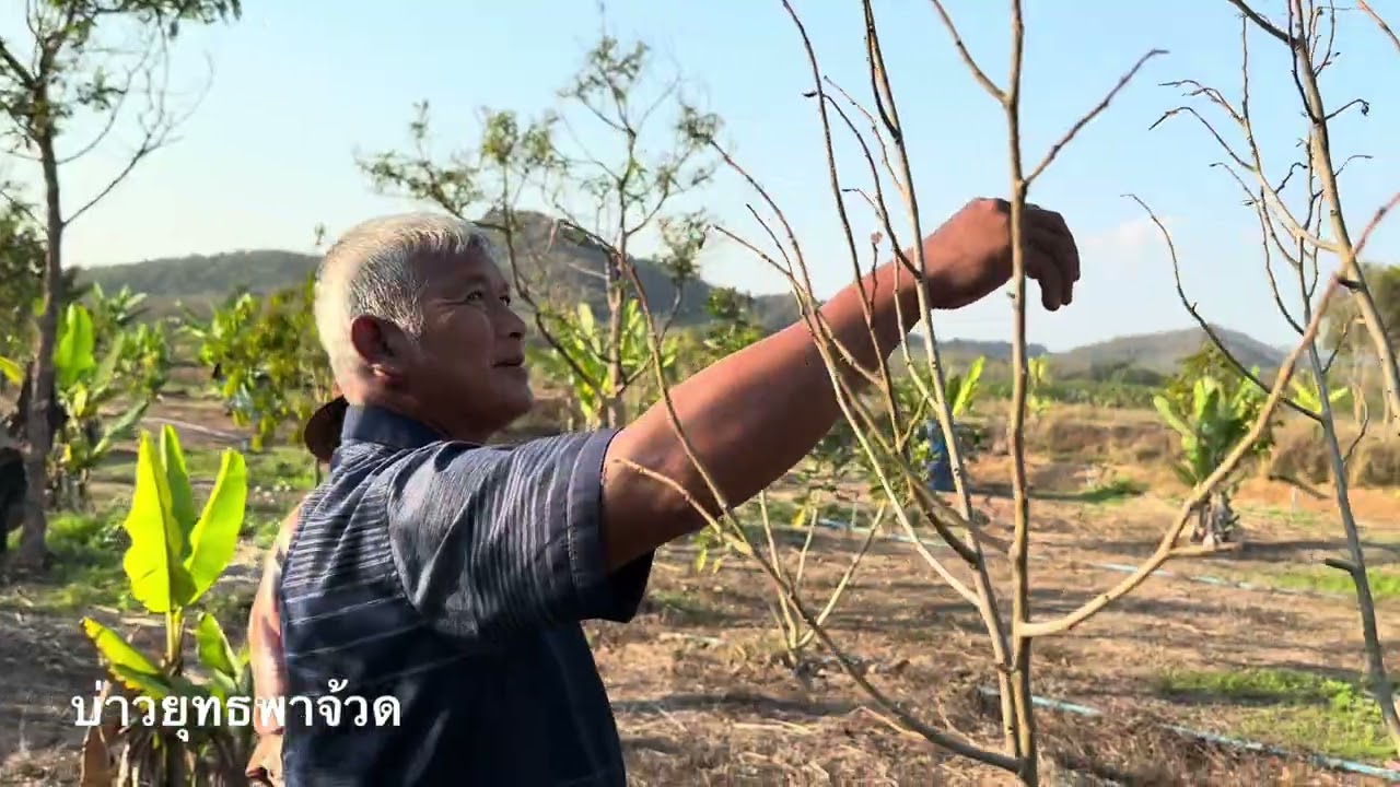 สวนทุเรียนเชียงรายน็อคหนาว