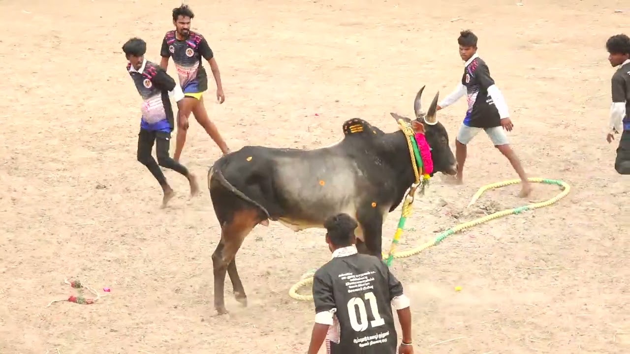 கொடூரமான ஆட்டம்! ஜெயங்கொண்டநிலை AR.சாமி சோட்டா பீம் காளை Vs உலையூர் MJ நண்பர்கள் குழு | PK Media