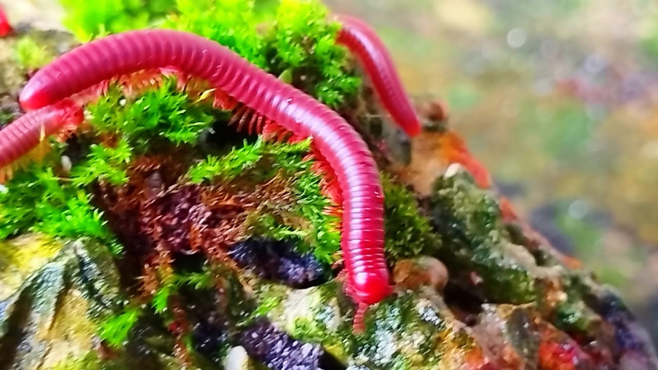 The Secret Life of Millipedes(cinematic)