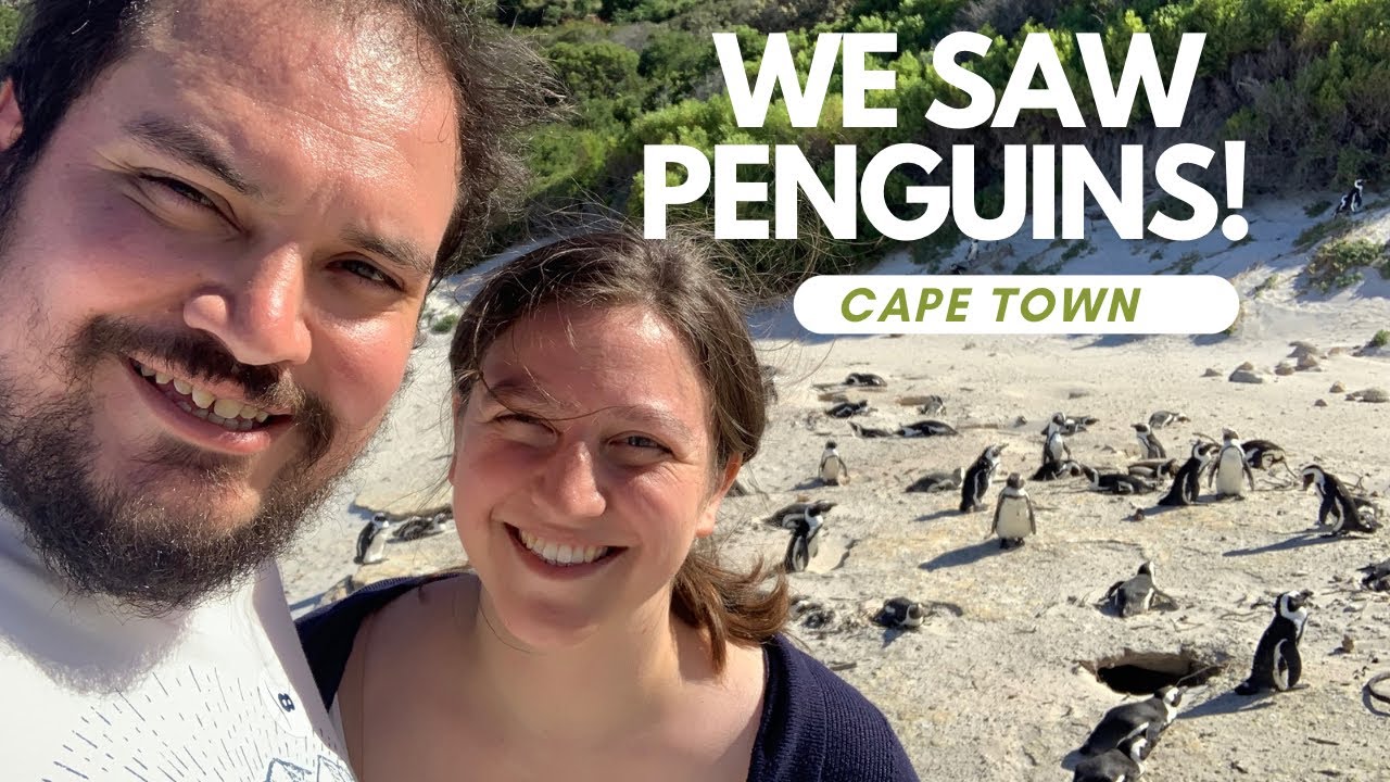 We went to a beach filled with African Penguins! (2023)