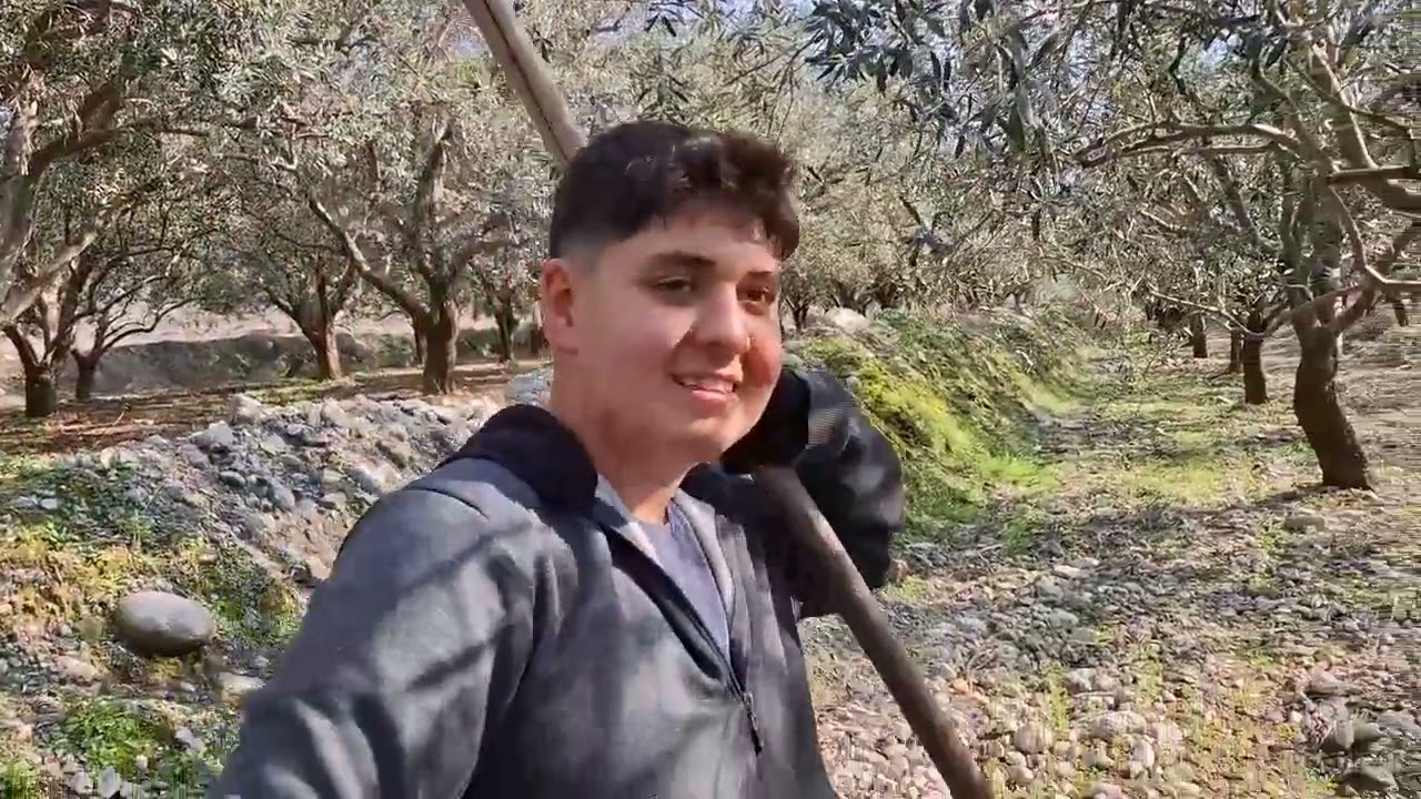 Zeytin Dalı Parçalıyoruz! Ata Dal Sap Parçalama