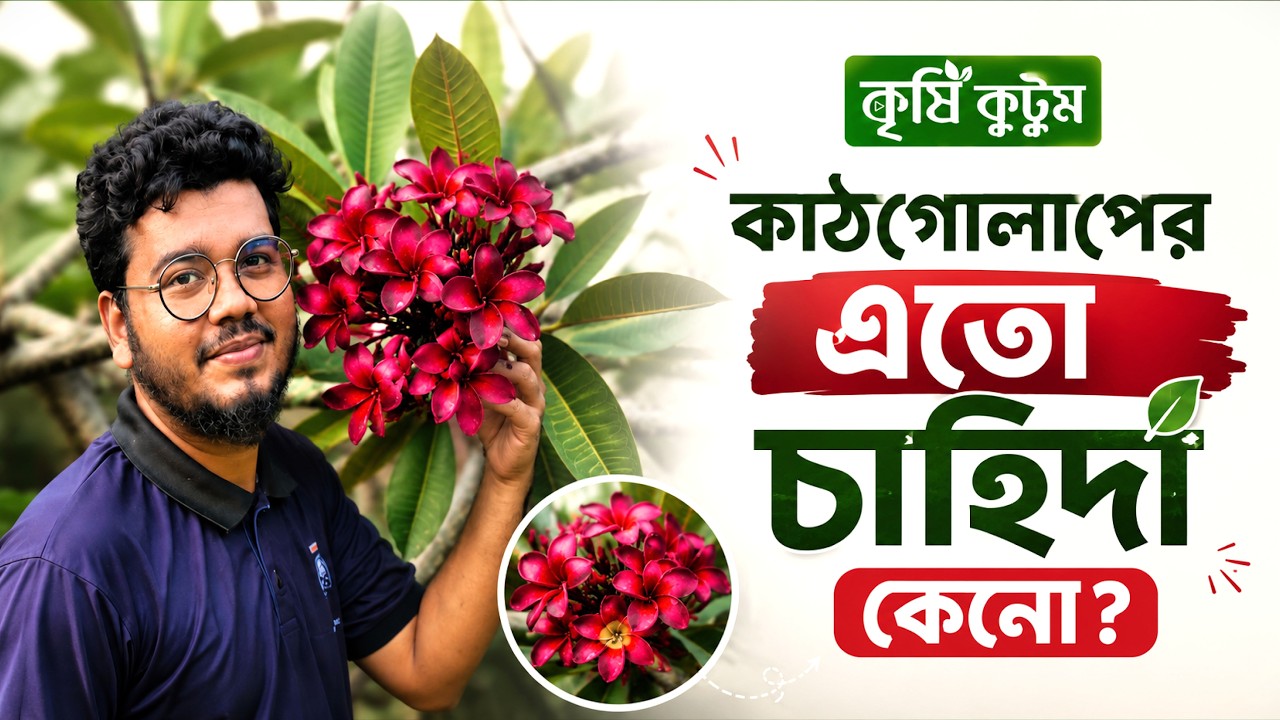 কাঠগোলাপের এতো চাহিদা কেনো বাংলাদেশে | পর্ব ৩১ | চিত্রকুটুম কৃষি 🌸