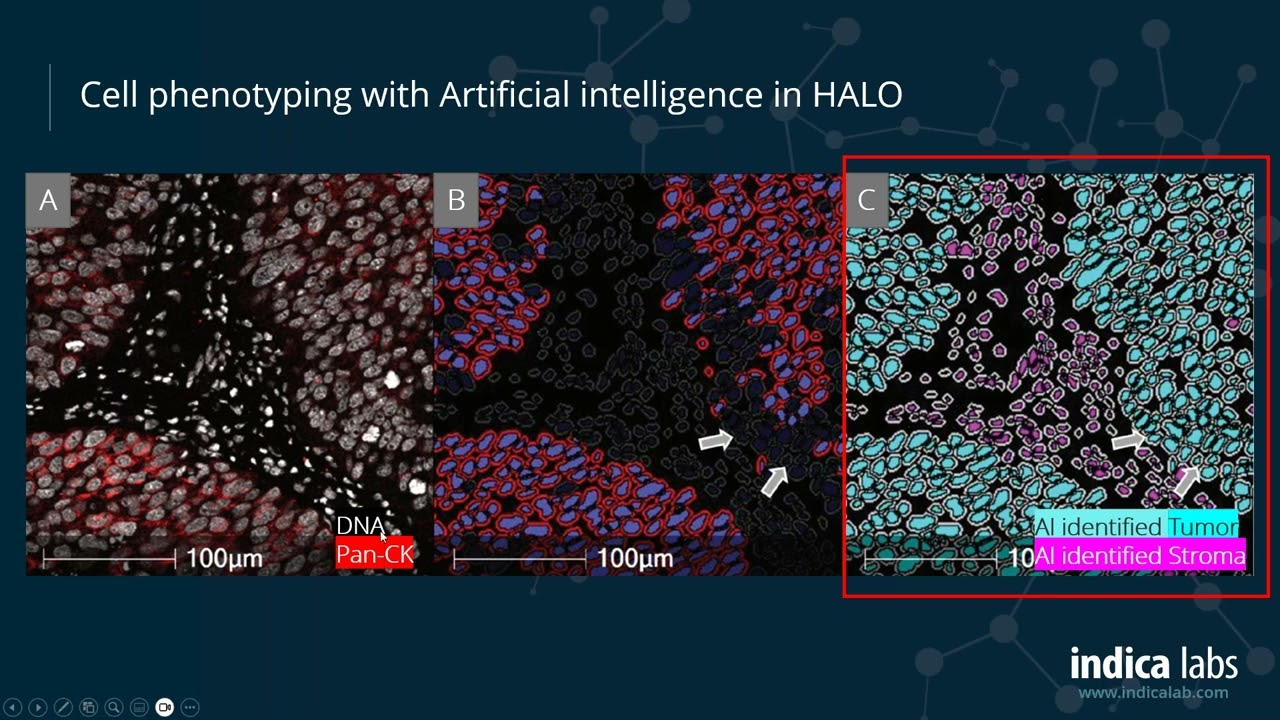 Getting Started with Multiplex Fluorescence Image Analysis in HALO&reg;