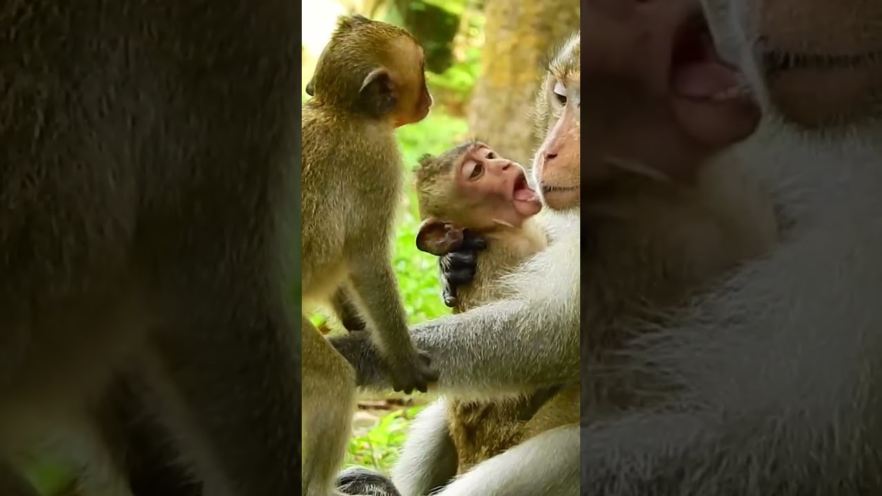 Funny monkeys, Monkey video #monkey #animal #fyp #love #foryou #foryoupage #video #fb #reels #reel