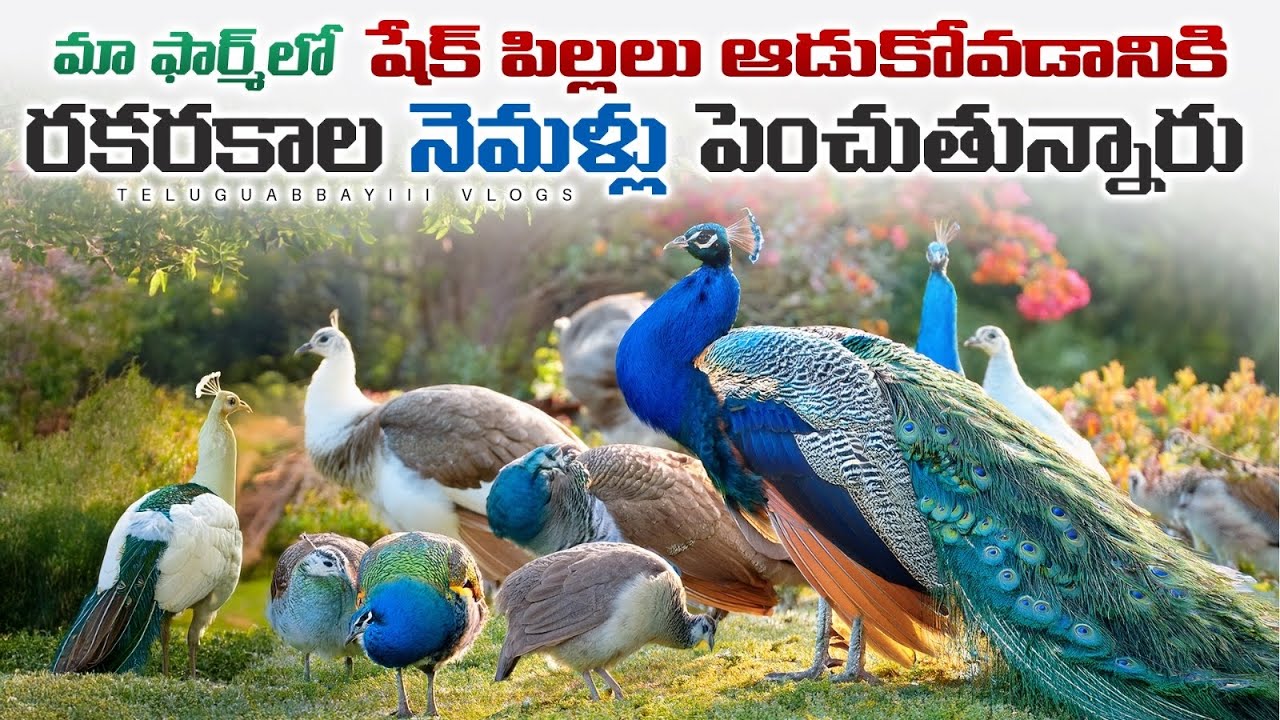 రకరకాల నెమళ్లతో మా ఫార్మ్ ఎలావుందో చూడండి😍🦚 Peacock Farming In Dubai | Peacock Videos | teluguabbayi
