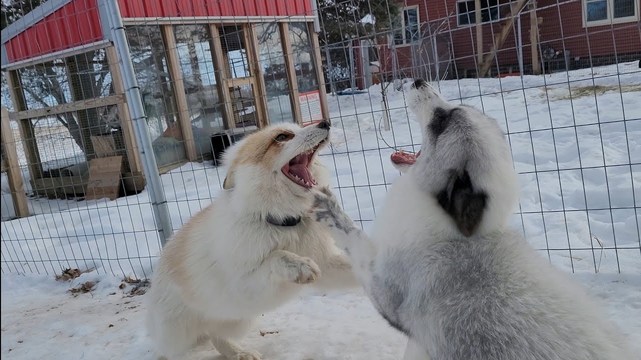 Luka fox is jealous of Jagger fox