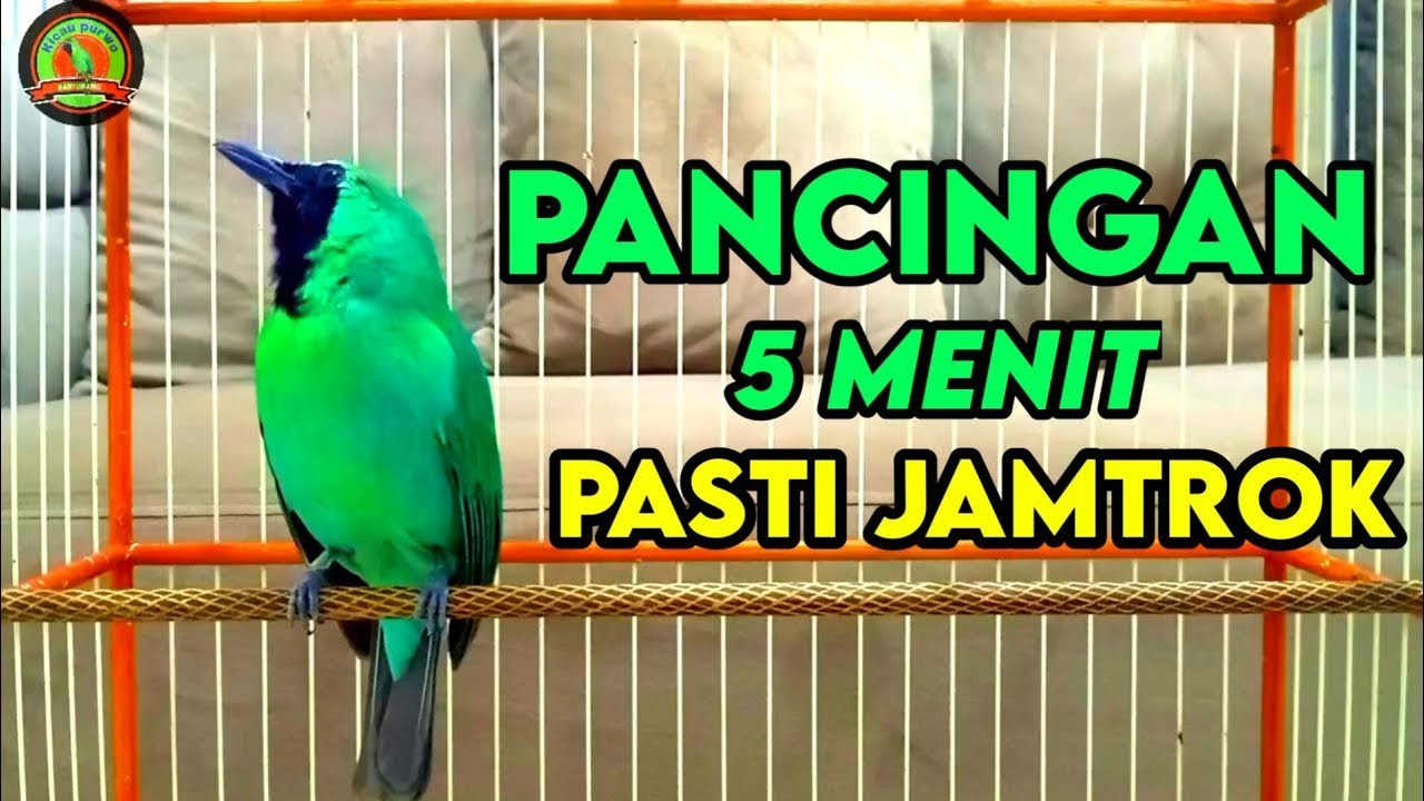 Masteran Dan Terapi Cucak Ijo Drop Mental,Birahi Melet & Macet Bunyi Dengar ini Auto Langsung Nyaut
