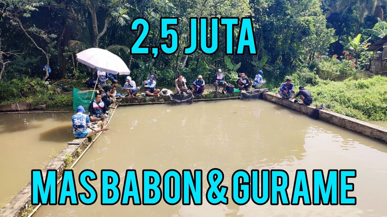 KOLAM KECIL DI BORONG MANCING 2,5 JUTA‼️IKAN GURAME MAS BABON DAN NILA