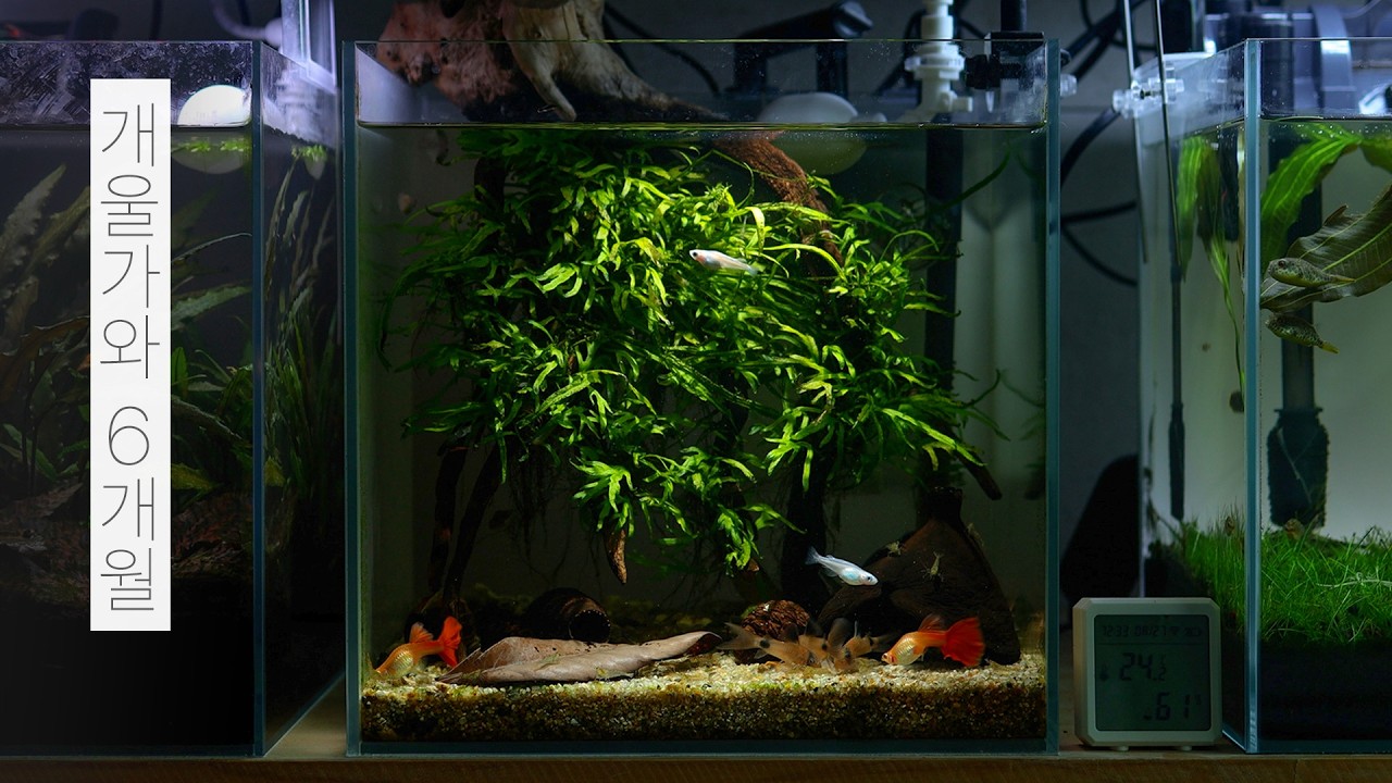 작은 개울가와 6개월 | 초보자도 가능한 비오톱 어항 만들기 | 물멍 | Small Stream Aquarium | MulMung