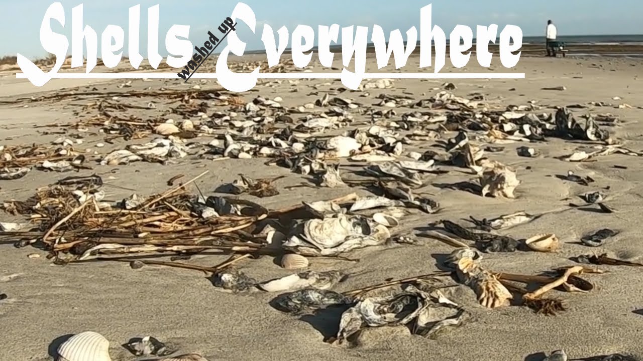 Shelling... Beach walk LOST IN SHELL HEAVEN Finding Beach Treasures