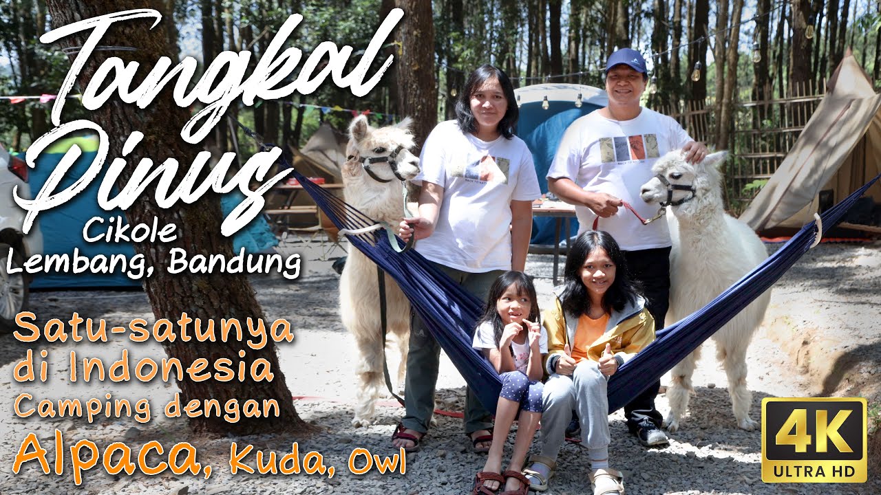 Camping  Ceria Di Tangkal Pinus, Cikole Lembang Bandung Ramah Anak Bareng Alpaca | ASMR Cinematic 4K