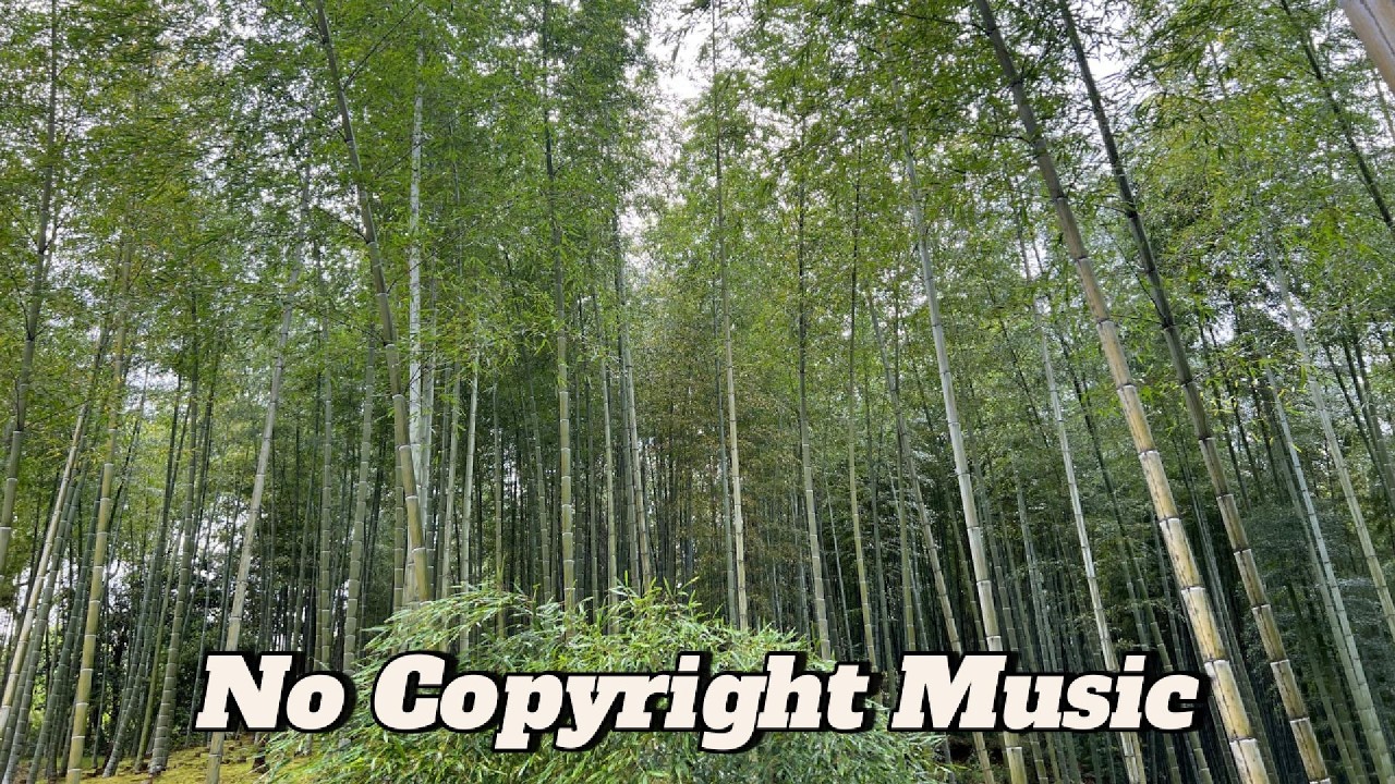 Bamboo Forest - No Copyright Music