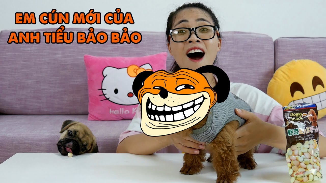 GIỚI THIỆU EM CÚN MỚI CỦA ANH TIỂU BẢO BẢO