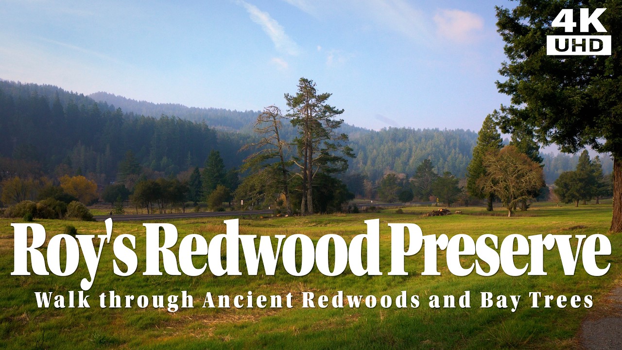 Roy's Redwood Preserve - Walk through Ancient Redwoods and Bay Trees.