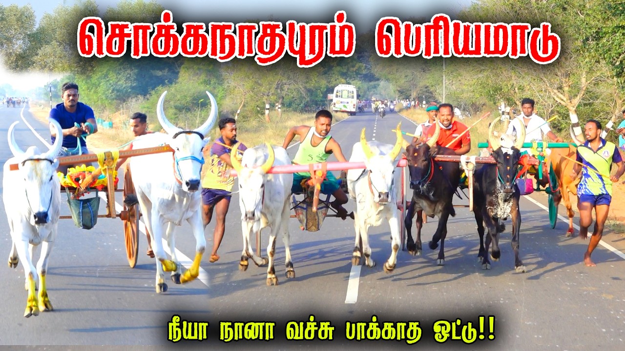 சொக்கநாதபுரம் பெரியமாடு பந்தயம் 19-02-2026|Periyamadu  Race