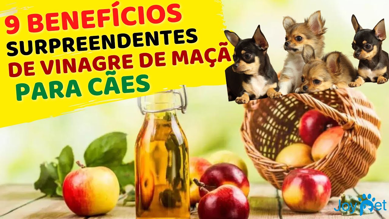 9 BENEFÍCIOS SURPREENDENTES DO VINAGRE DE MAÇÃ PARA A SAÚDE DOS CÃES 🐾🐶  DICAS INCRÍVEIS 🎯