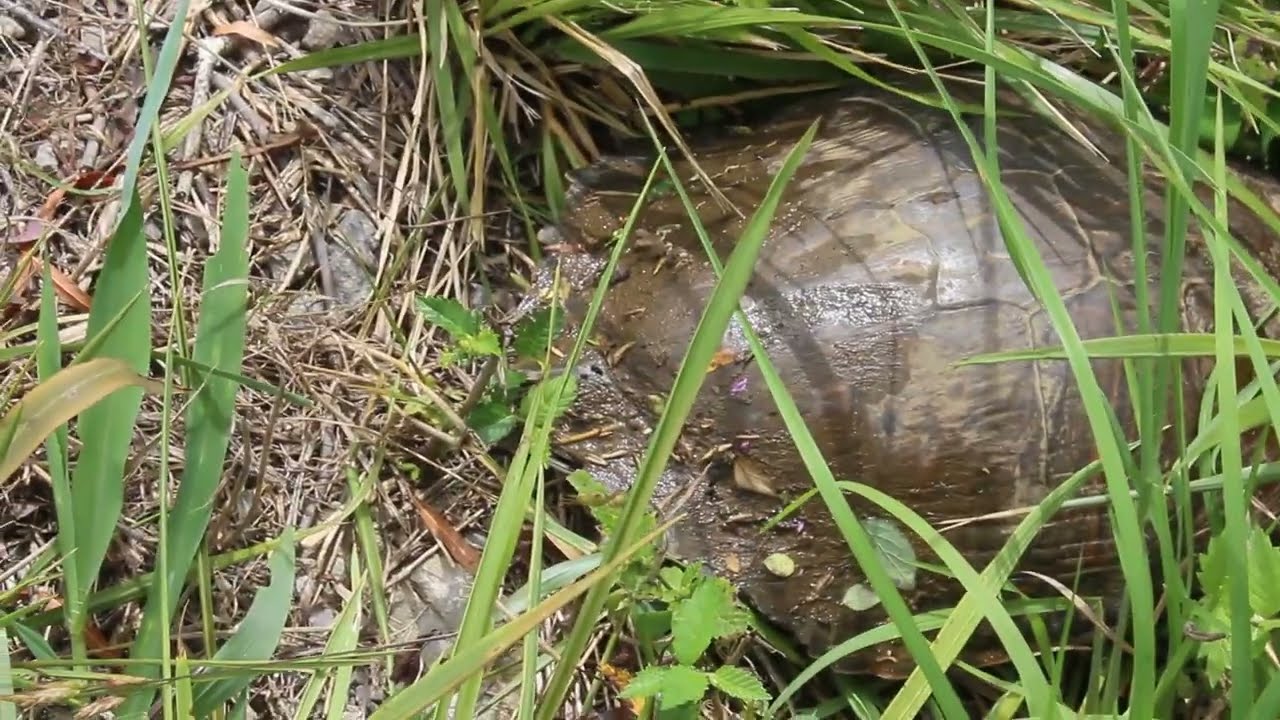 RIVER COOTER-Missouri Dog Days Herping