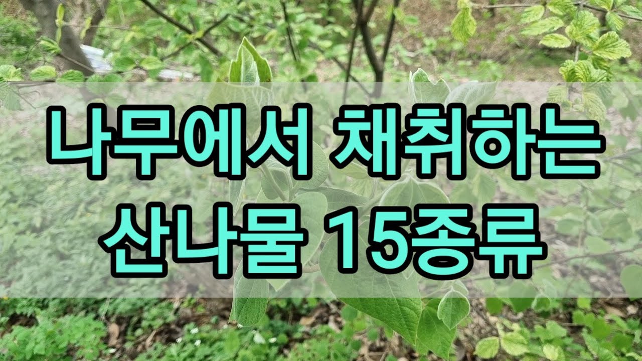나무에서 채취하는 산나물 15종을 소개합니다
