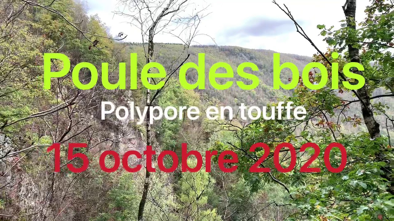 Poule des bois 15/10/2020