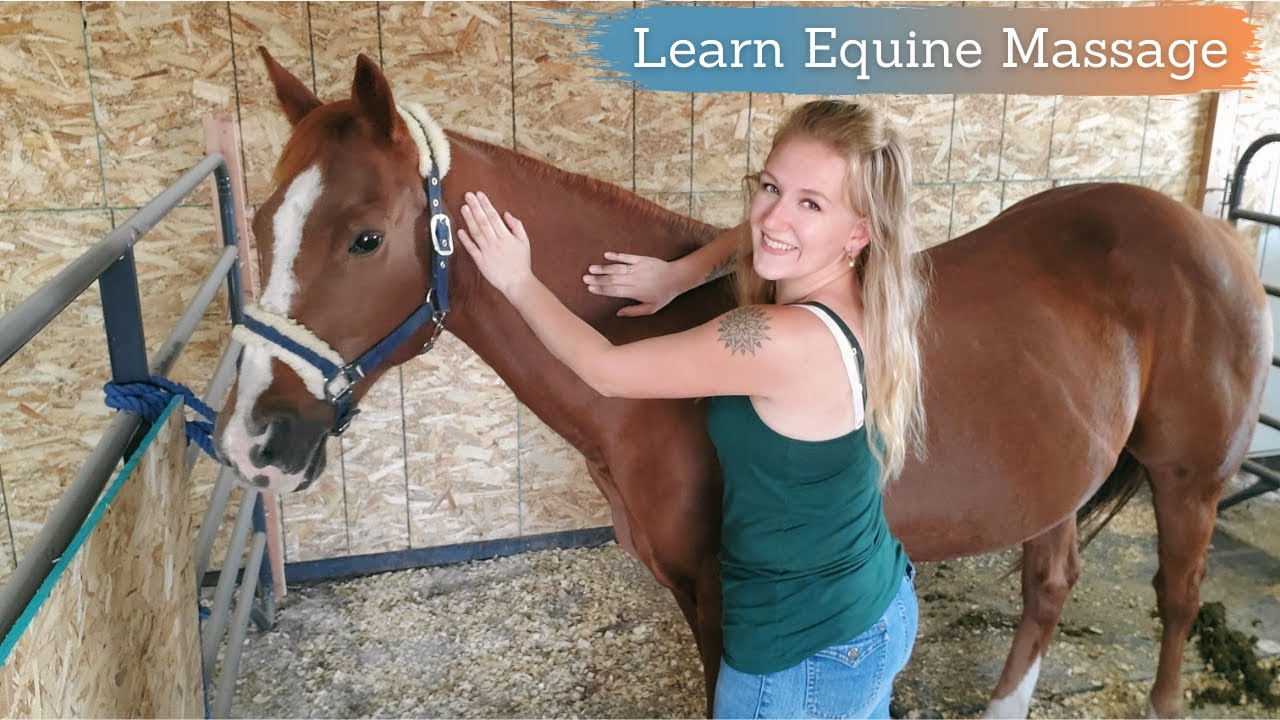 Learn to Give Your Horse a Massage l 3 Easy Techniques