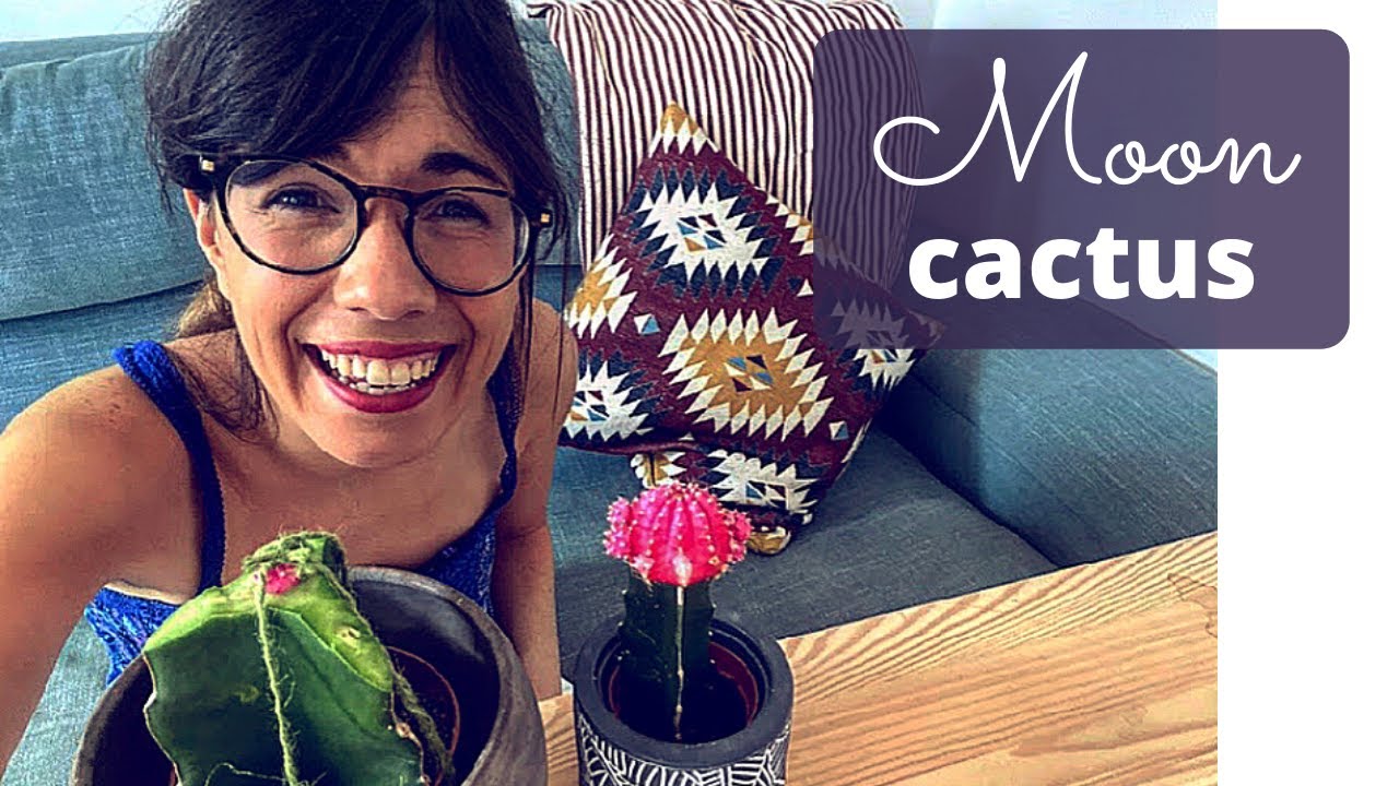 How to graft cactus | Grafting moon cactus 🌙