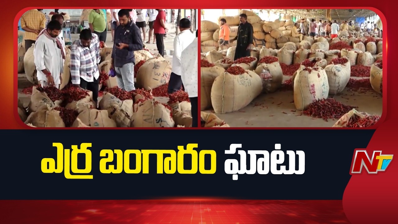 ఎర్ర బంగారం ఘాటు : గుంటూరు యార్డులో రికార్డులు బద్ధలు కొడుతున్న మిర్చి ధరలు! | Guntur chilli | NTV