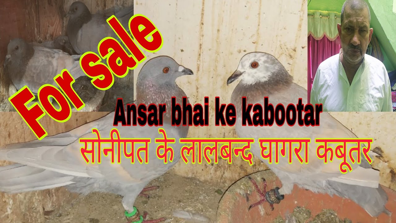 For sale Sonipat ke Lalban ghagra kabootar Amroha. Ansar bhai Mob. 9917302338.