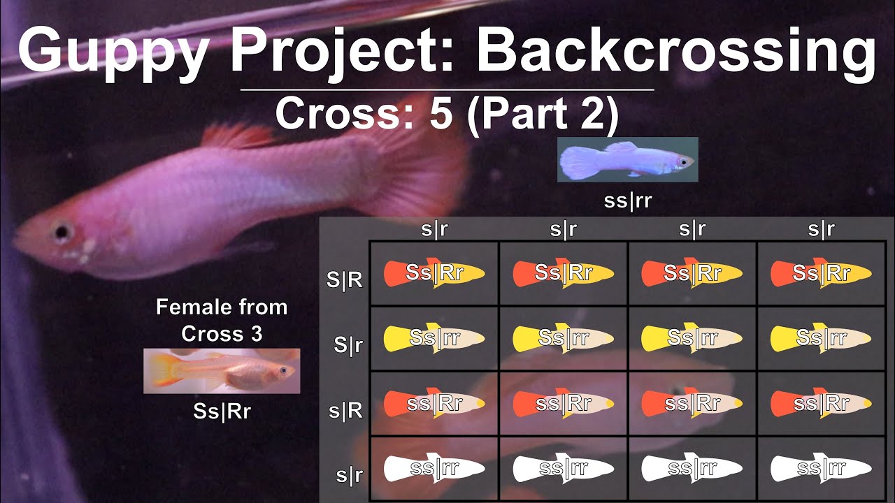 Cross 5 Part 2 - Understanding the Guppy Genetics for White Color by Magenta Gene, Update & Results