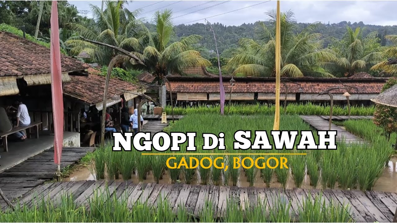 Ngopi di Sawah Gadog Bogor! View Hijau Bikin Betah