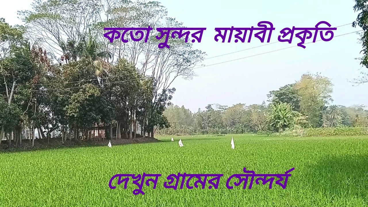 বসন্ত এসে গেছে চারিদিক শুধু সবুজ আর সবুজ #Village bangla vlog#Villagevlog#Village lifestyle#Village 