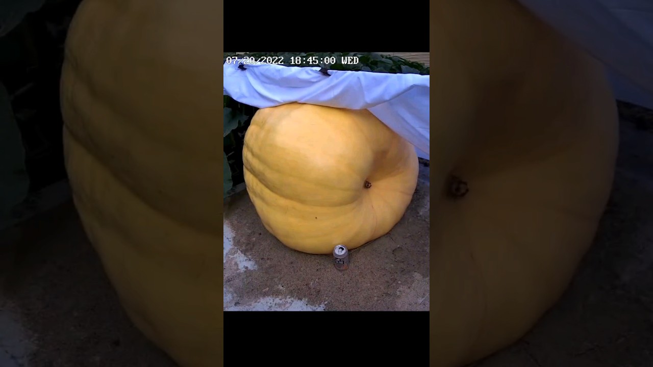 Giant Pumpkin Time lapse, 49 pounds a day 🎃🕜 #timelapse #halloween #giantpumpkin #pumpkin