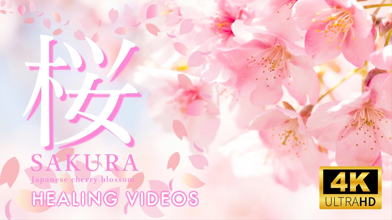 【桜・鳥の声・癒しのBGM】室内がパワースポットになり、細胞修復、邪気退散。ShopのBGM、勉強中、作業用、朝の目覚め、眠れない夜にもどうぞ。healing sound with Sakura