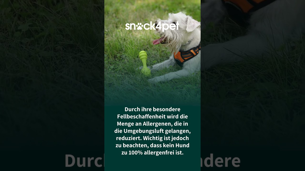 Hunde f&uuml;r Allergiker ❤️  #hundeliebe
