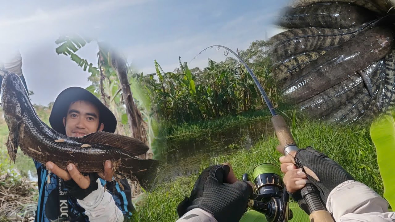 Câu cá lóc rừng U Minh Hạ, rừng toàn cá to, đóng đã tay || VR fishing #187