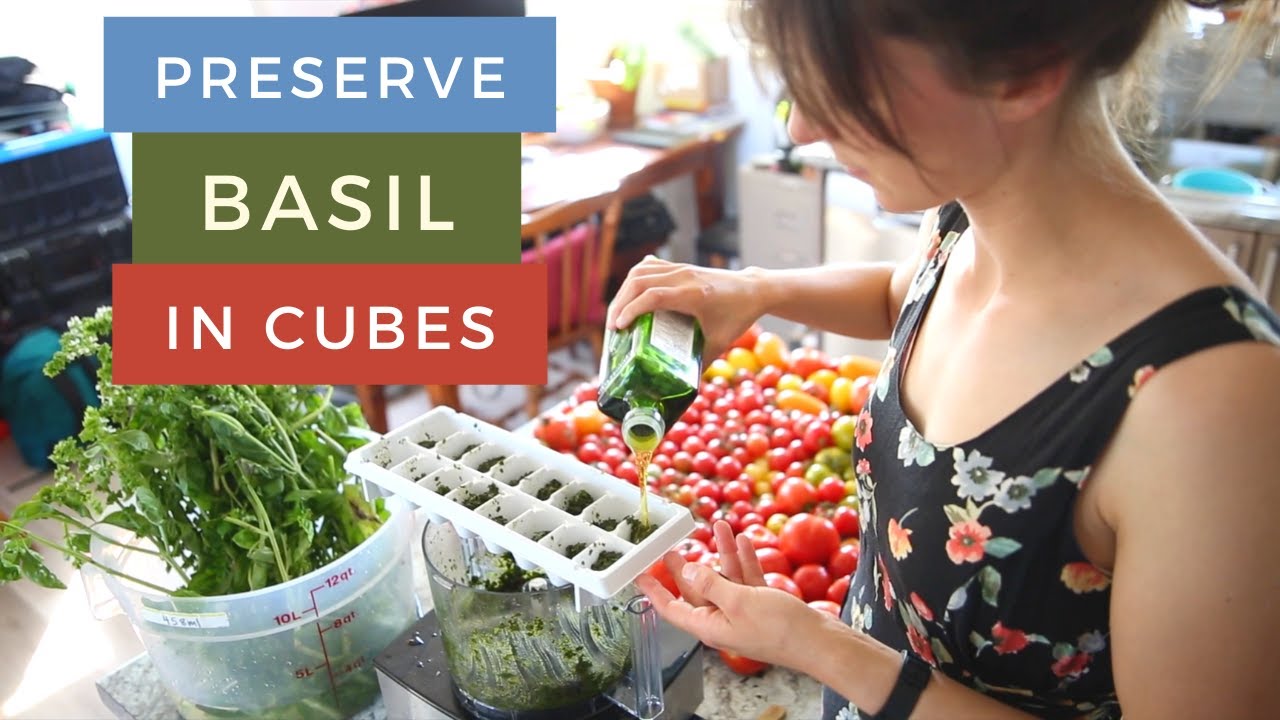 How to Store Basil in Freezer Cubes | Freezing Basil in Olive Oil Cubes | How to Freeze Basil