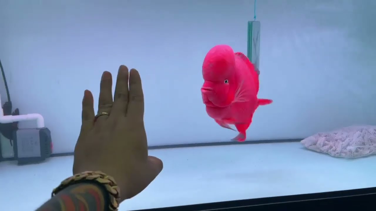7 Most Beautiful Super Red Monkey Flowerhorn Fish | Big Head Flowerhorn