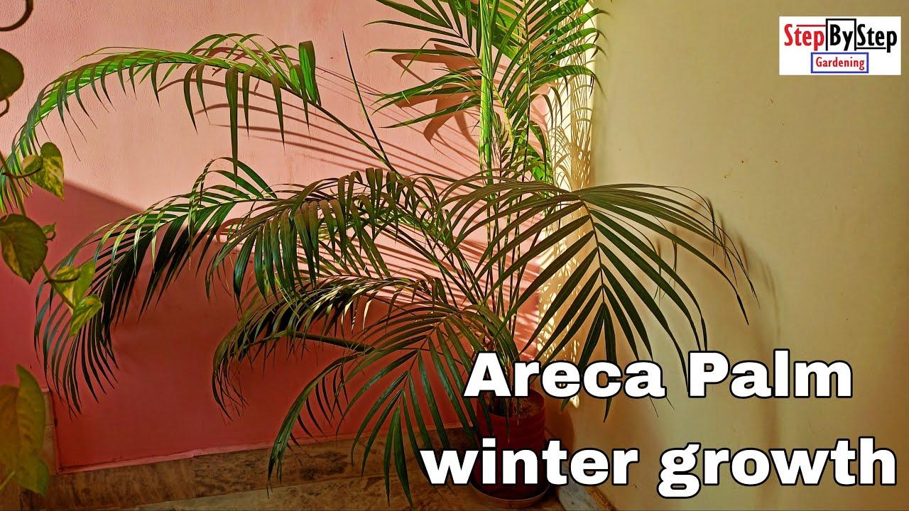 Areca Palm winter growth//Perennial plants winter care